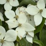 06-08yamabousi