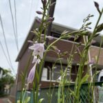 06-10gakuajisai