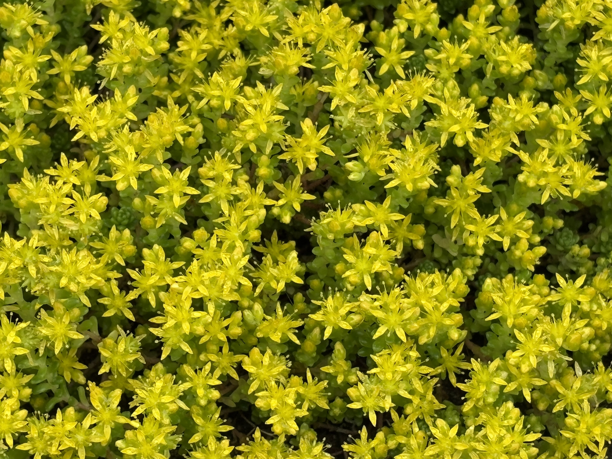 小さいながらも多肉植物メキシコマンネングサ 2025-06-10