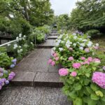 06-11ajisai