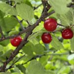 06-12yusuraume