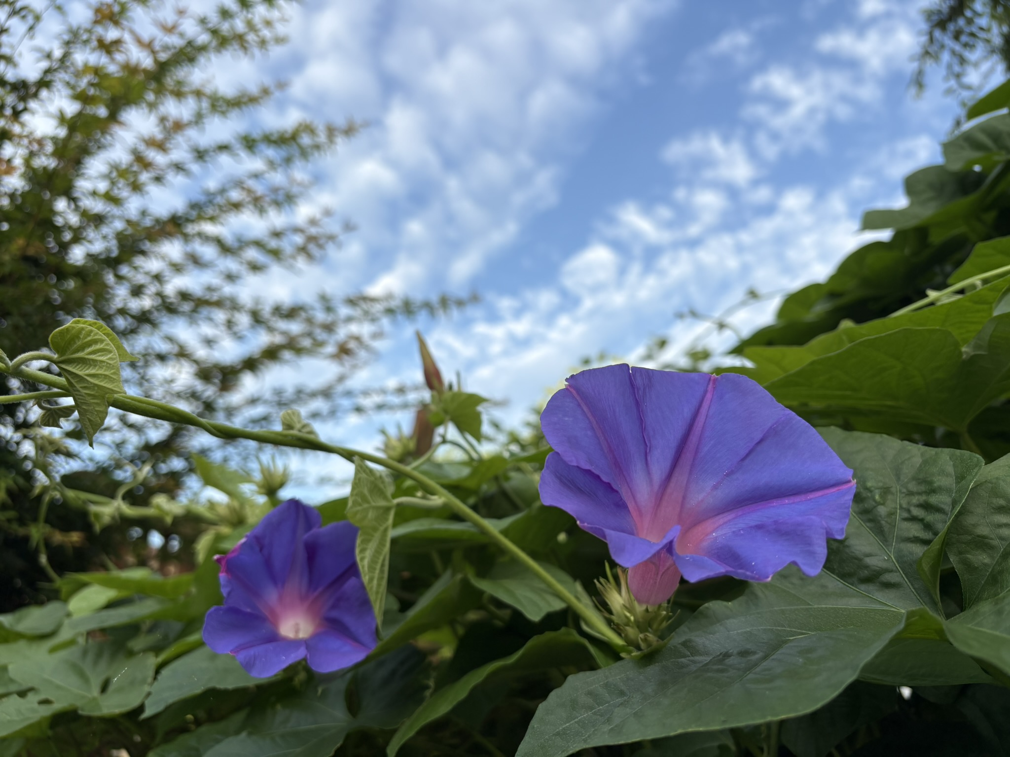 06-19asagao
