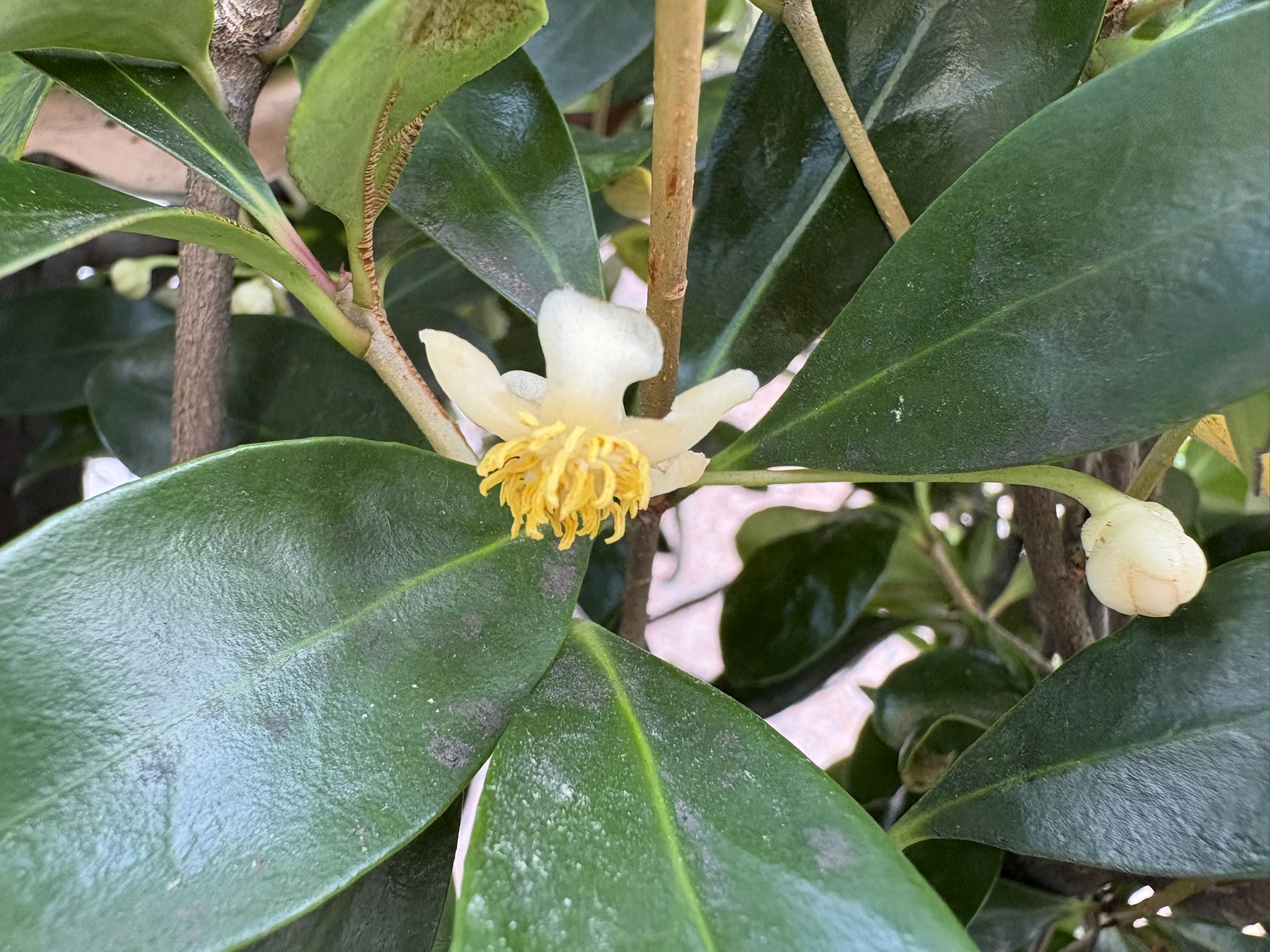 06-19mokkoku