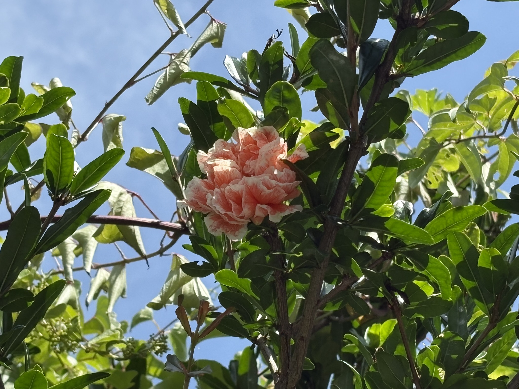 06-21hanazakuro