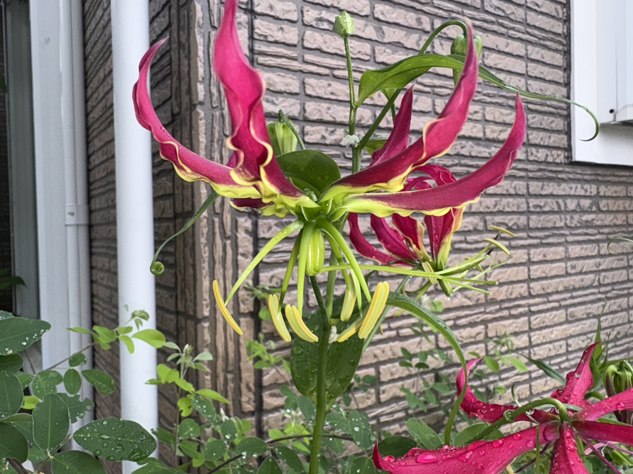 06-25guroriosa