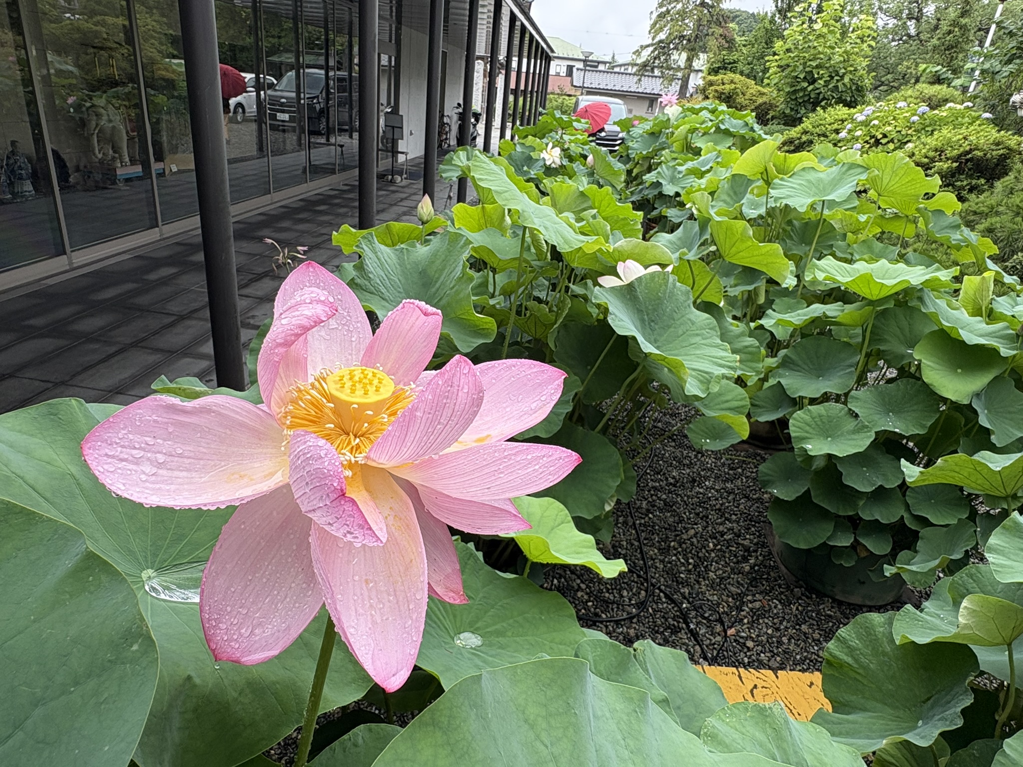 常楽寺のハス いよいよ開花 2025-06-25