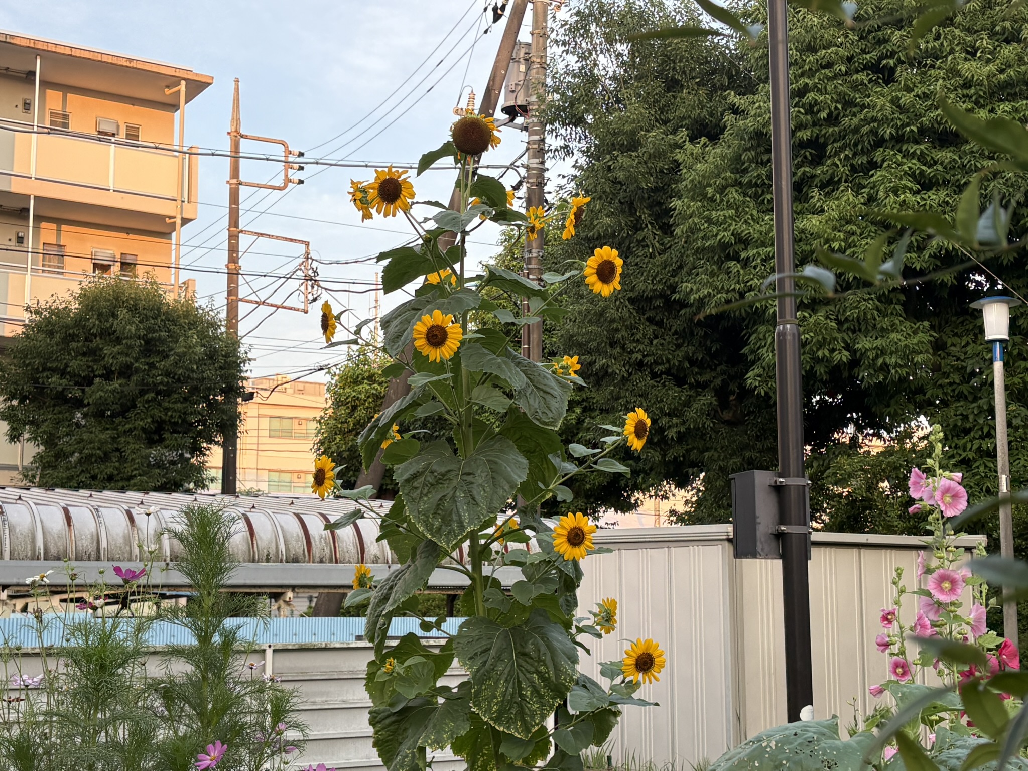 06-28himawari