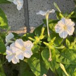 07-01osiroibana