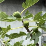 07-04itijiku
