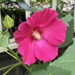07-05americafuyou