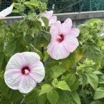 07-10americafuyou