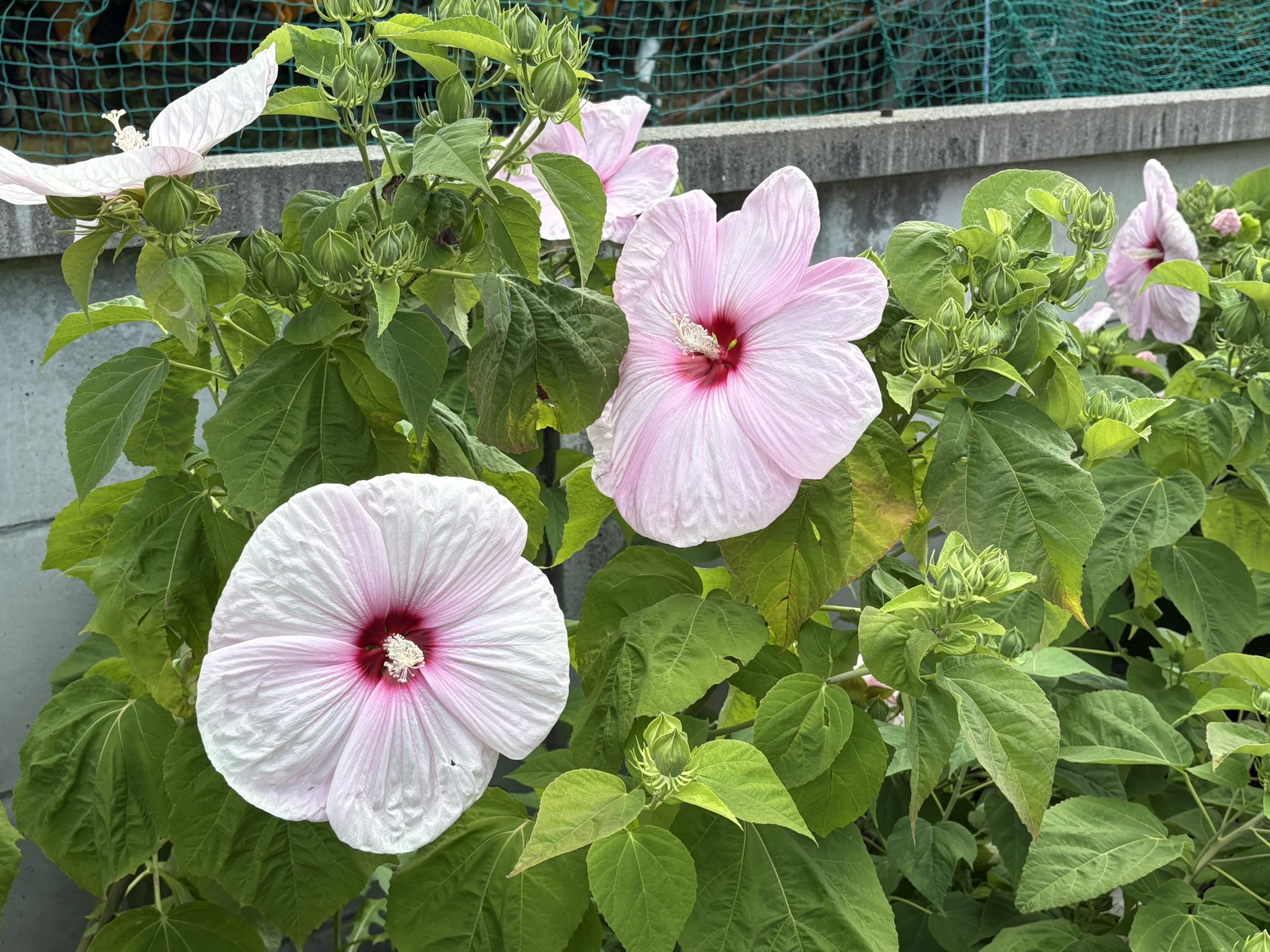 07-10americafuyou