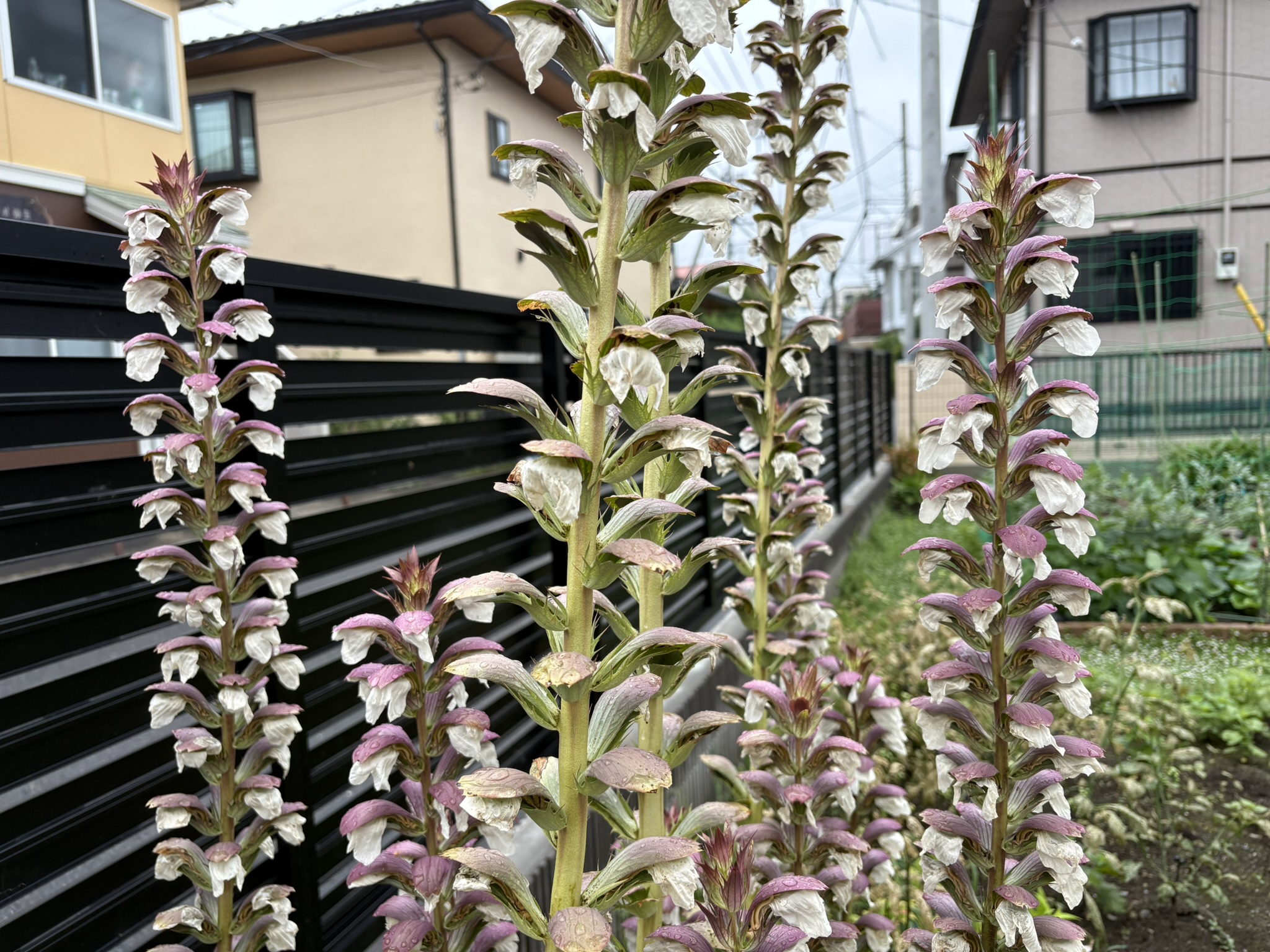 07-14akansasu