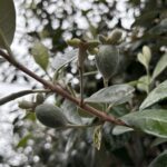 07-15feijoa