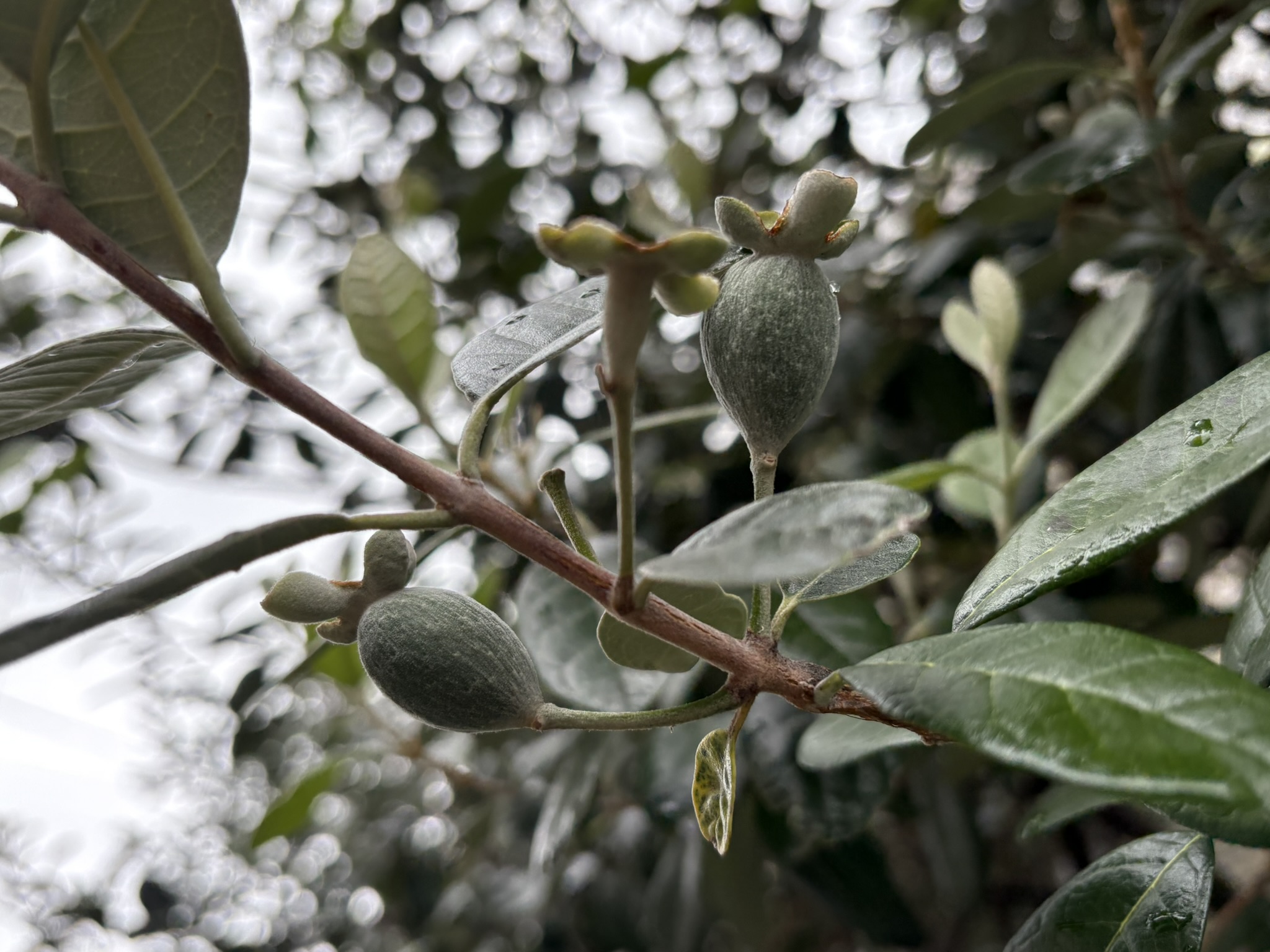 07-15feijoa