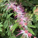 07-16nemunoki
