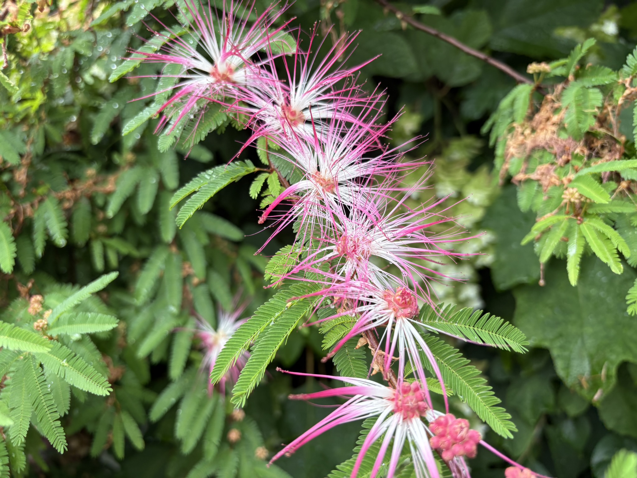 07-16nemunoki