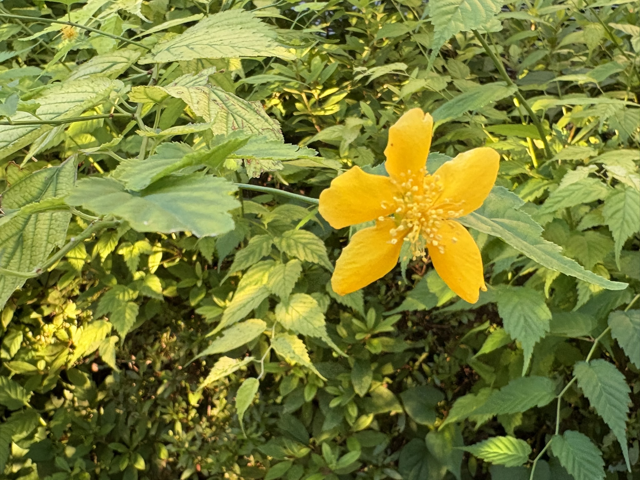 07-19yamabuki