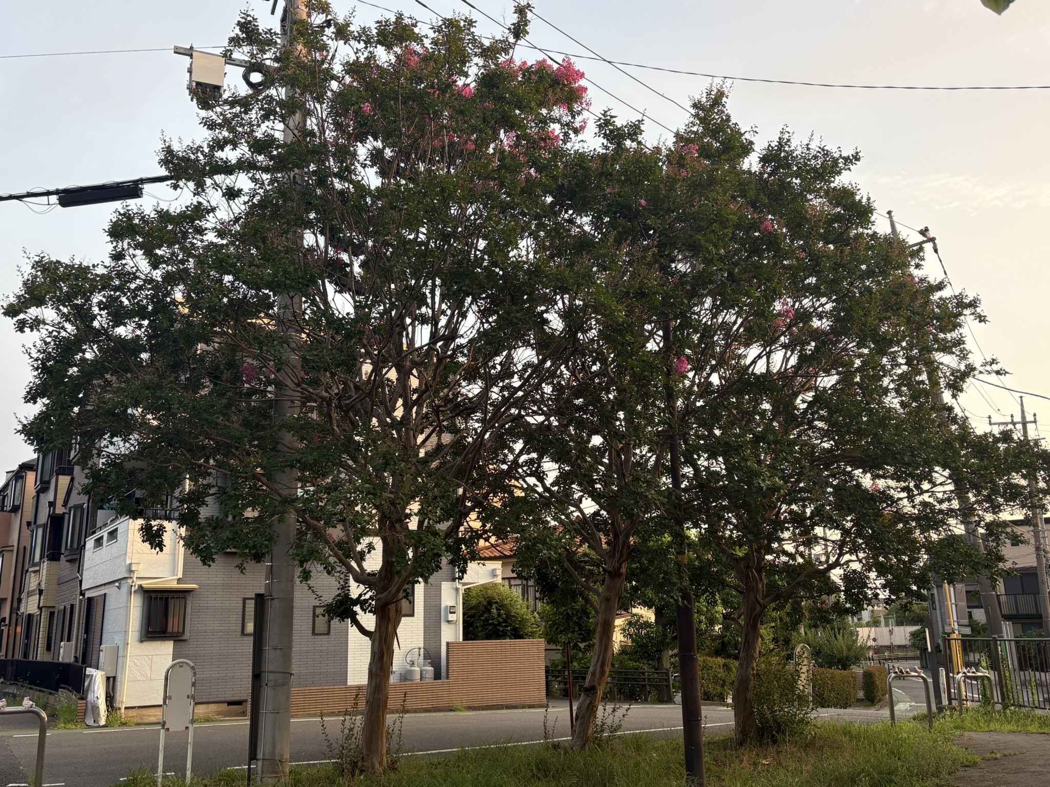 07-23sarusuberi