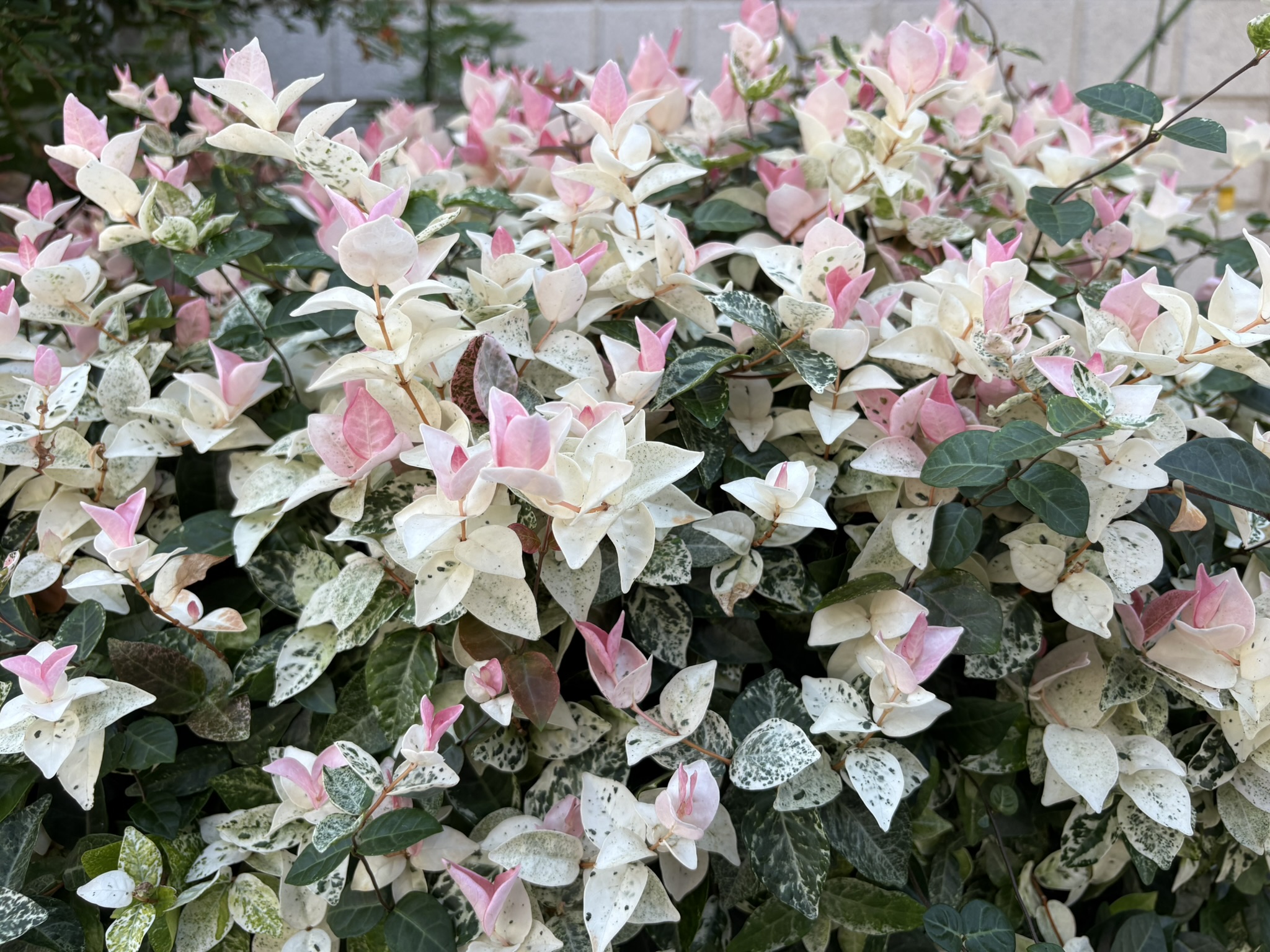 07-24hatuyukikazura