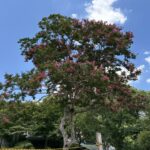 07-30sarusuberi