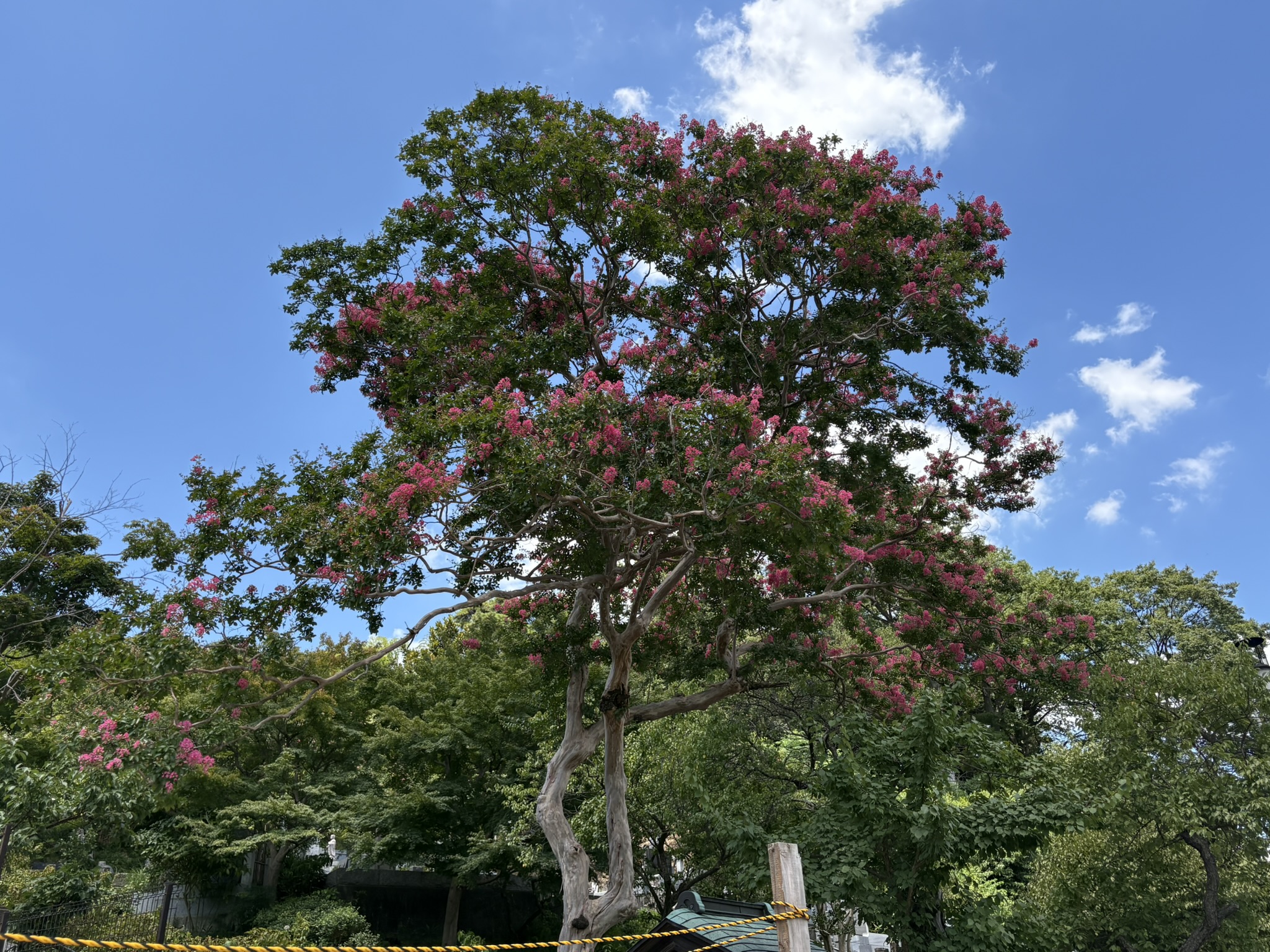 07-30sarusuberi