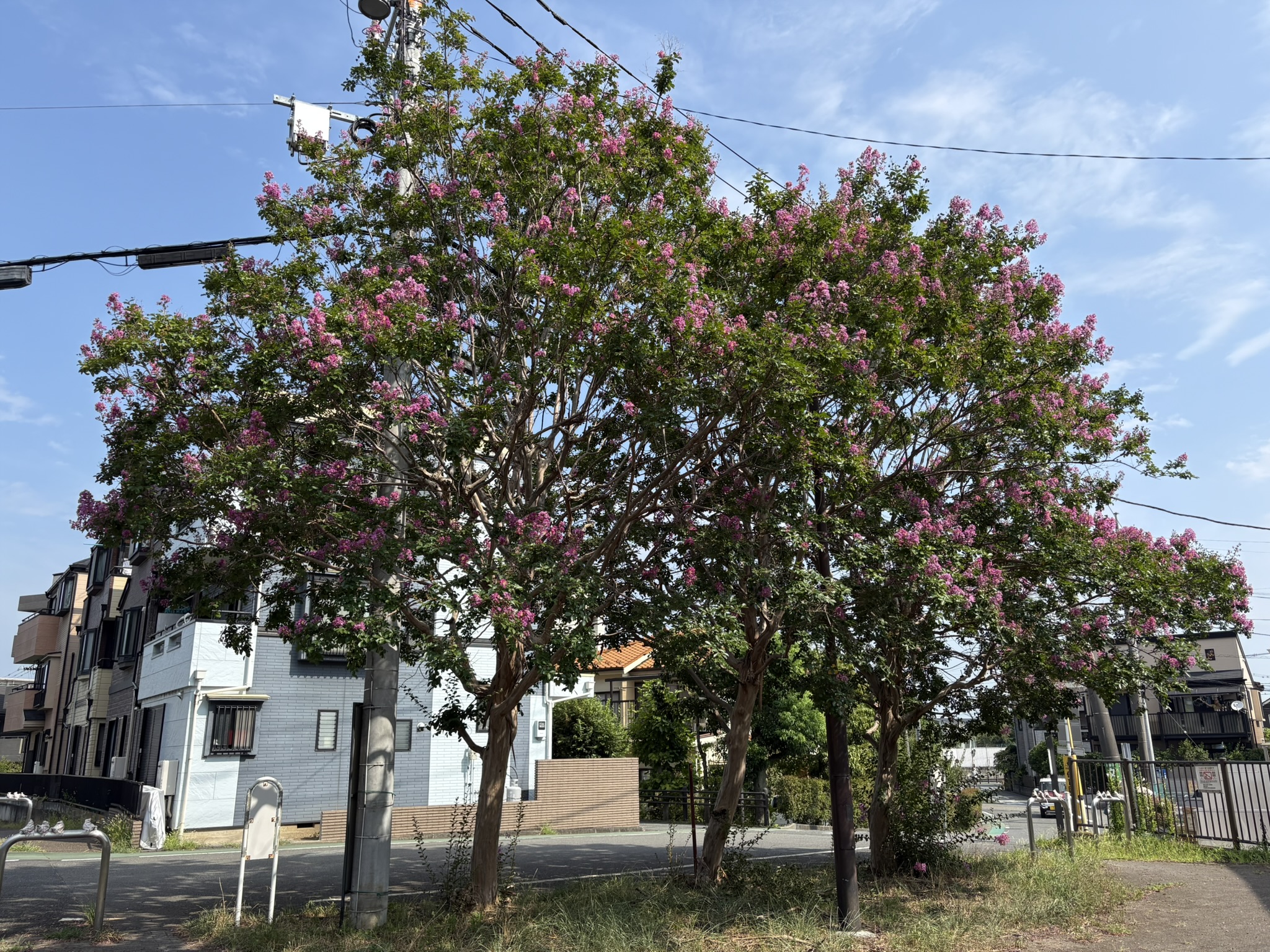 サルスベリ三兄弟だいぶ咲いてきました 2025-08-06