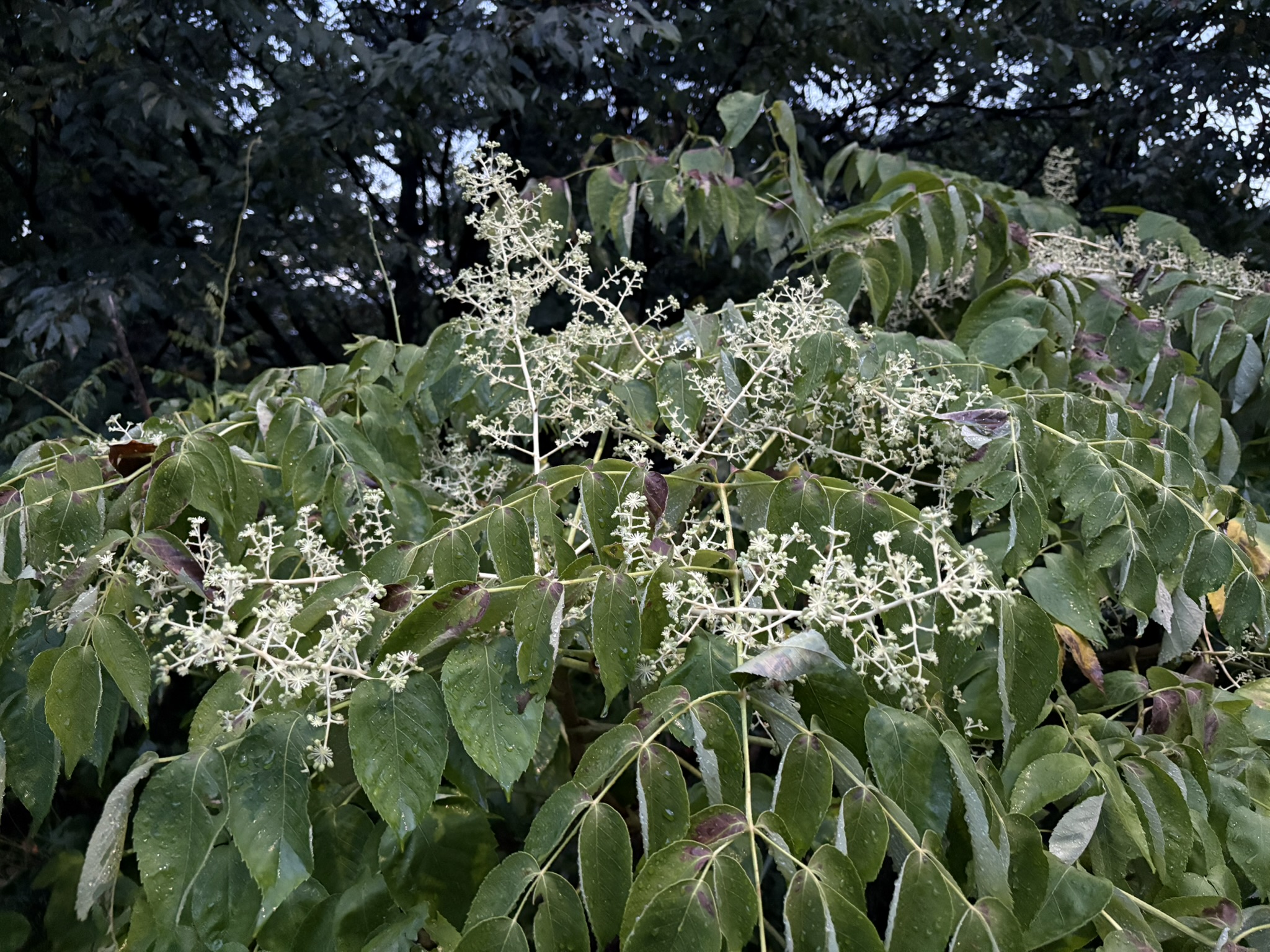 タラの芽が成長するとタラノキの花 2025-08-11