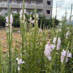 08-26kakutoranoo