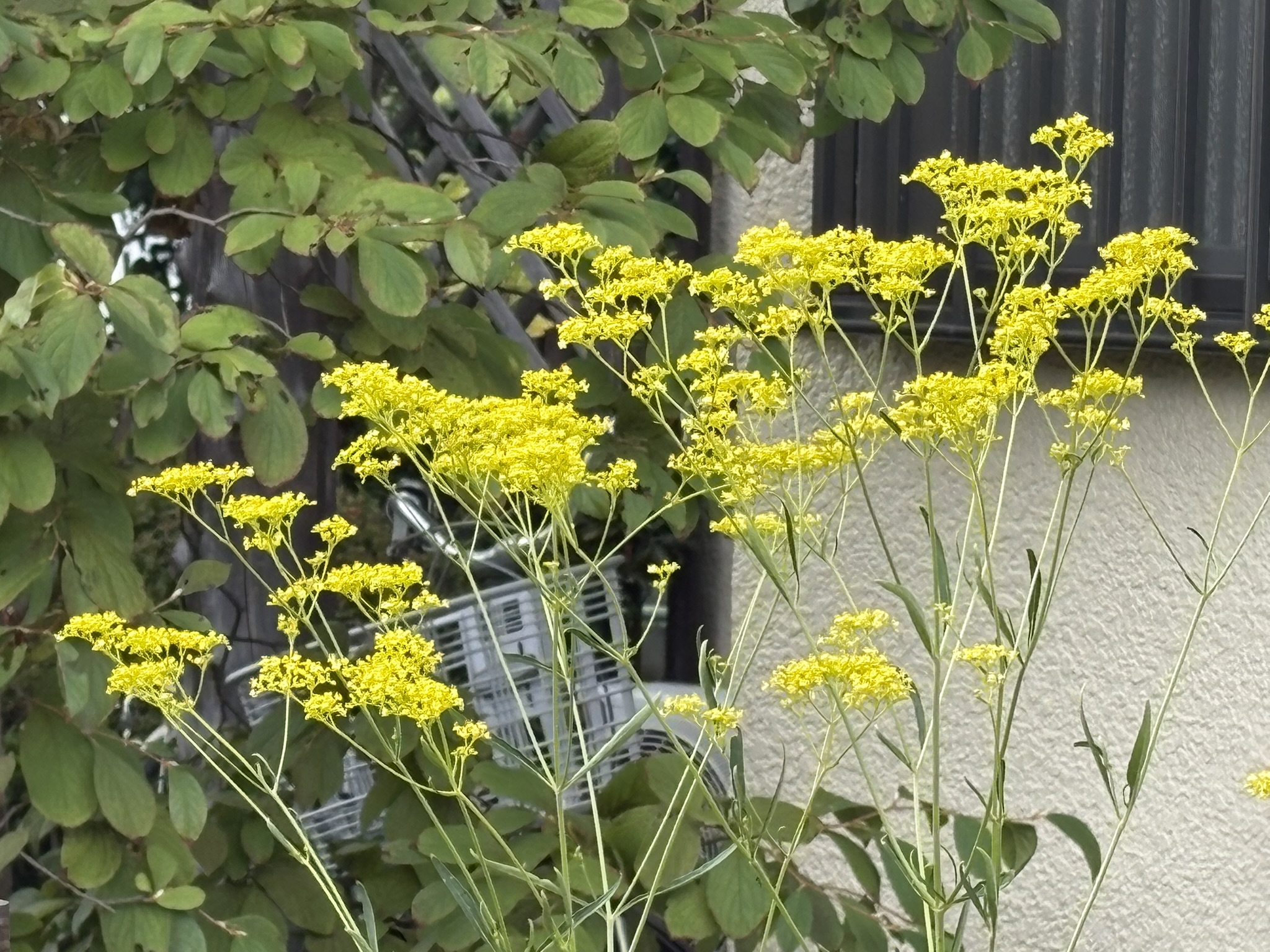 秋はもうすぐ？オミナエシ開花 2025-09-10