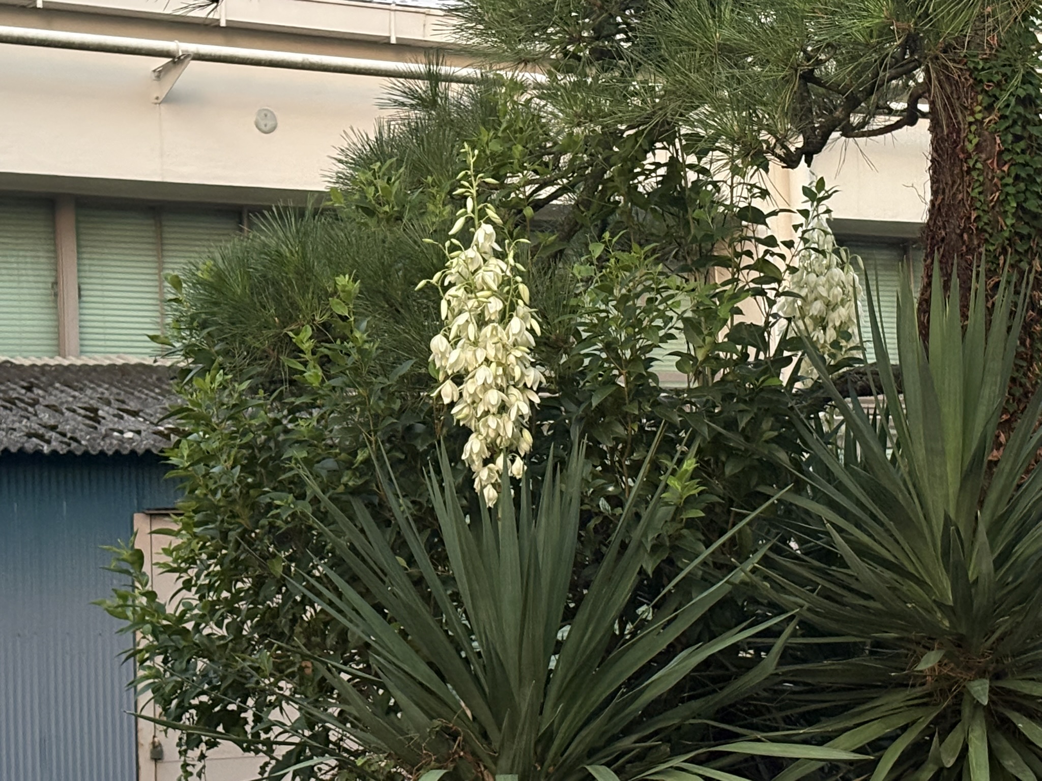2度目の開花ユッカ 2025-09-17
