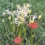 09-21higannbana