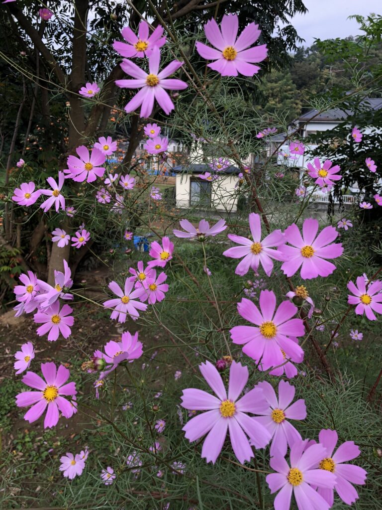 202510_kosumosu