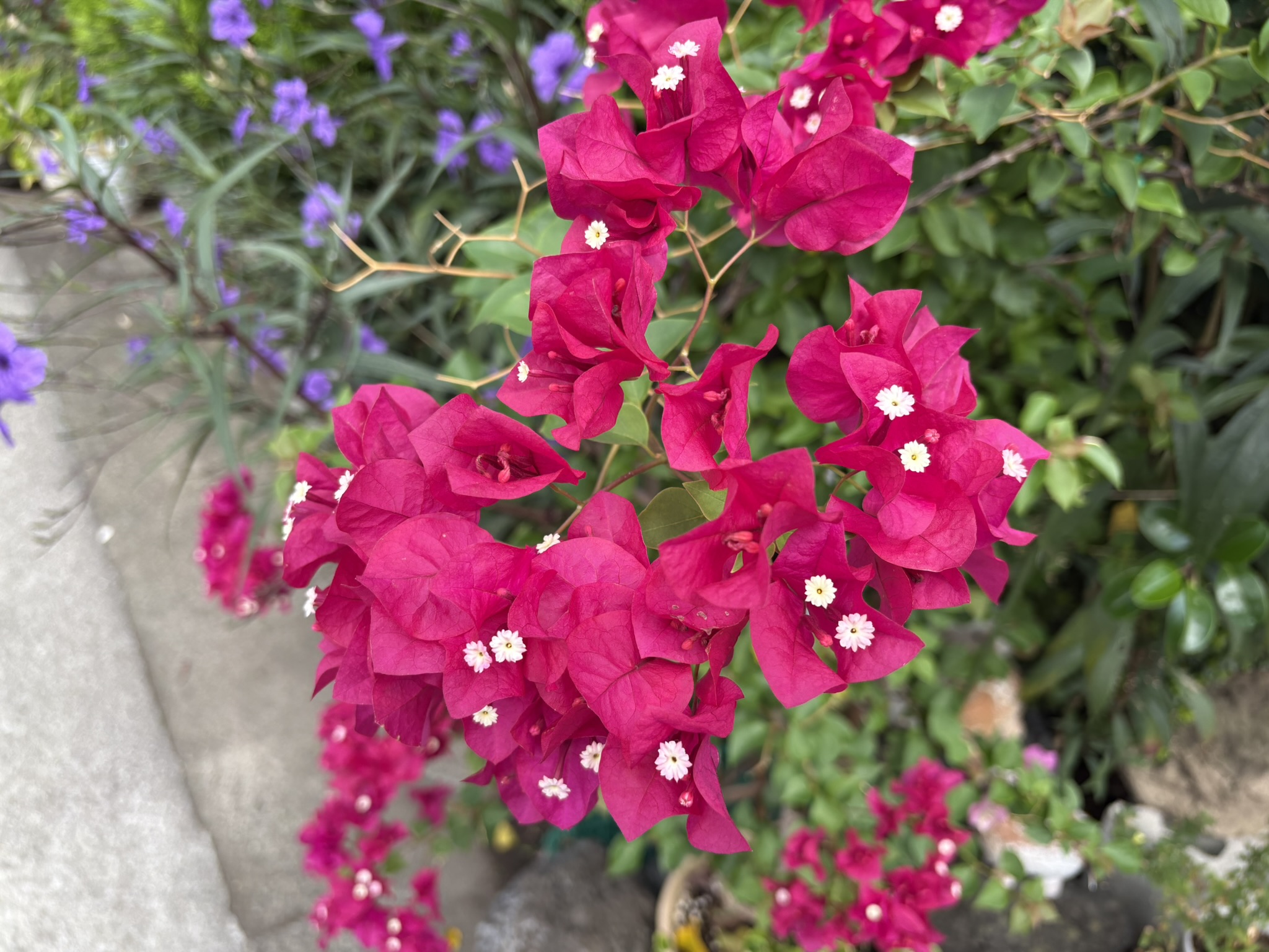 ブーゲンビリア 冬の花だと思っていました 2025-09-30