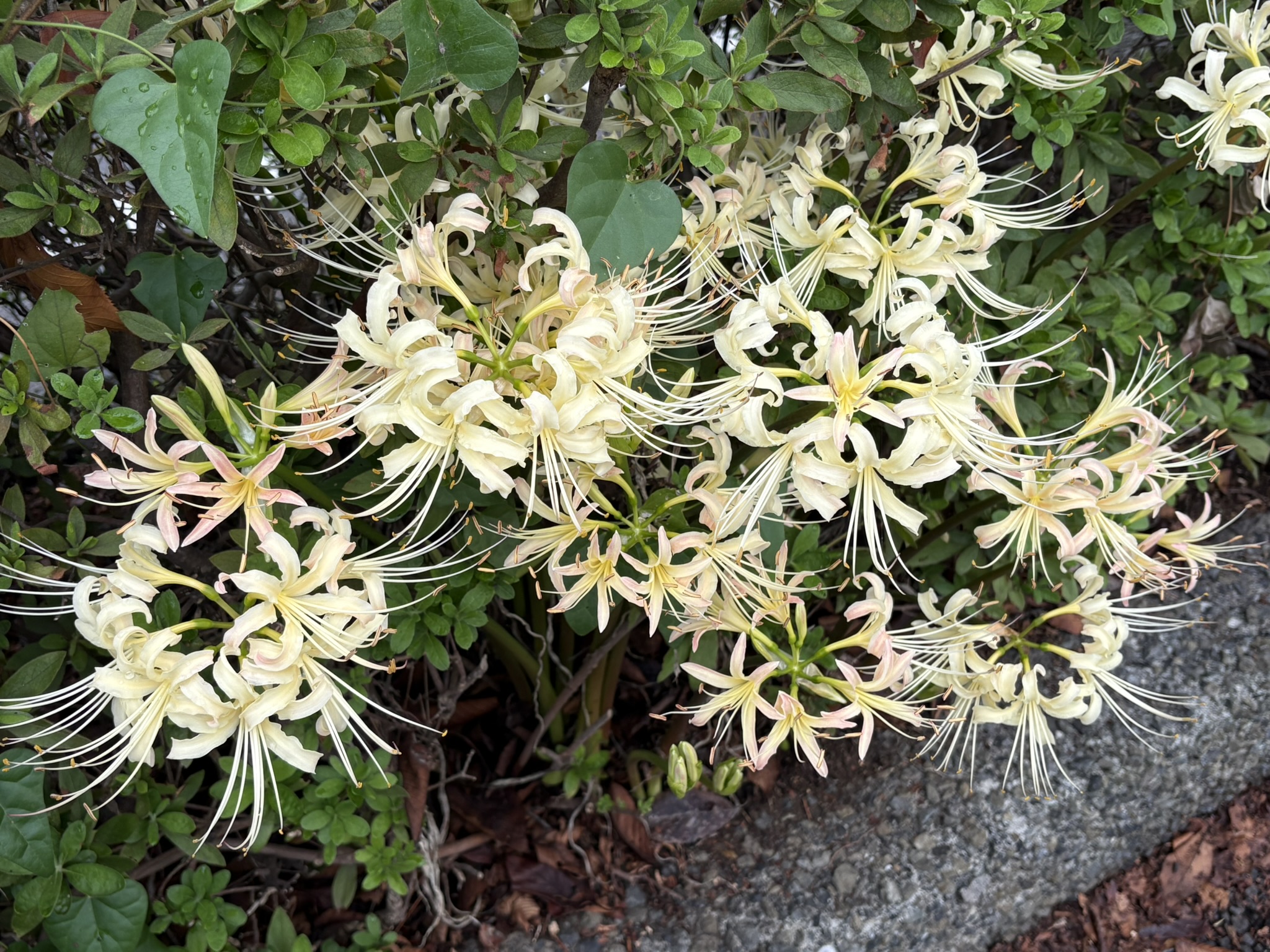 誰が植えた？市役所前のシロバナマンジュシャゲ 2025-10-02