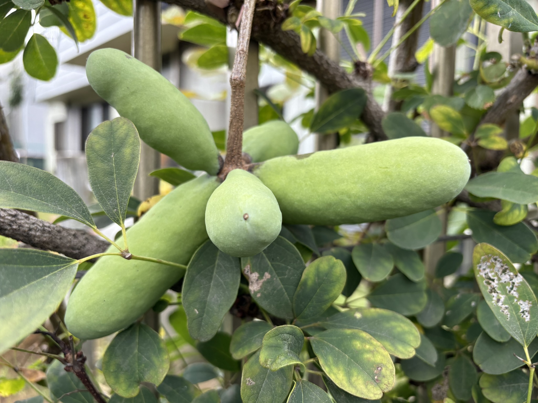 アケビの実は順々に熟していきます 2025-10-07