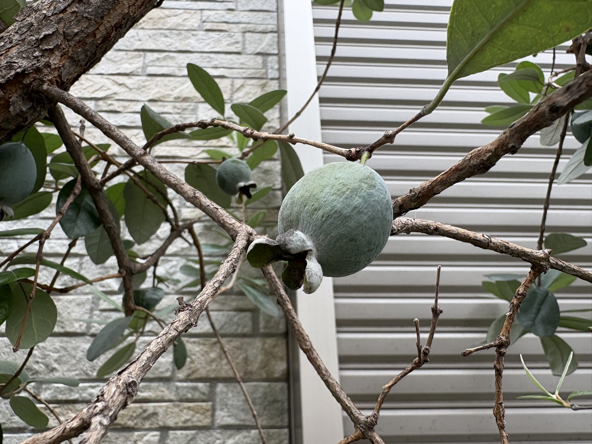 食べごろを迎えたフェイジョアの実 2025-10-09