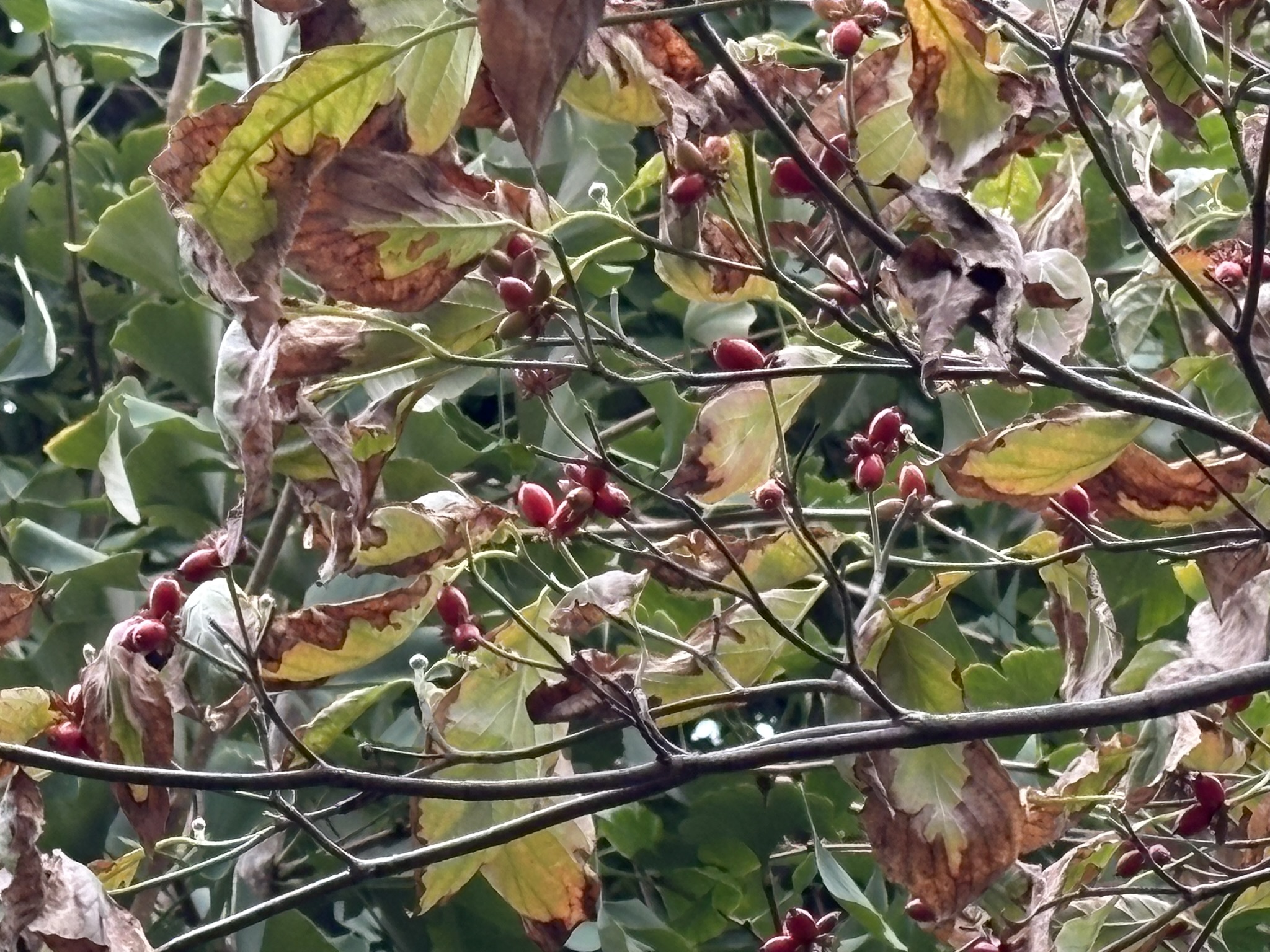 秋を感じるハナミズキの実と朽葉 2025-10-09
