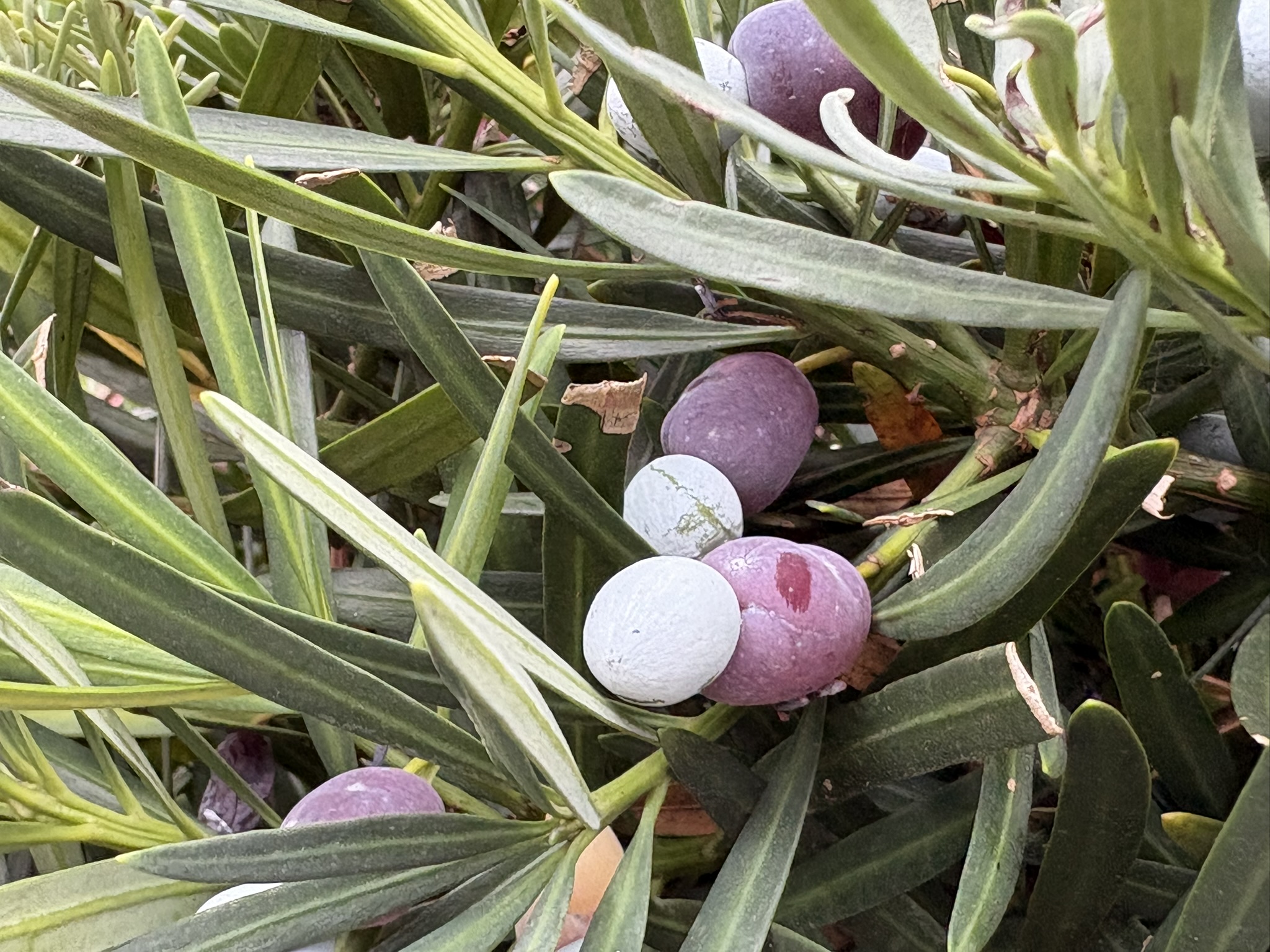 イヌマキの実 白い粉で覆われてきた 2025-10-09