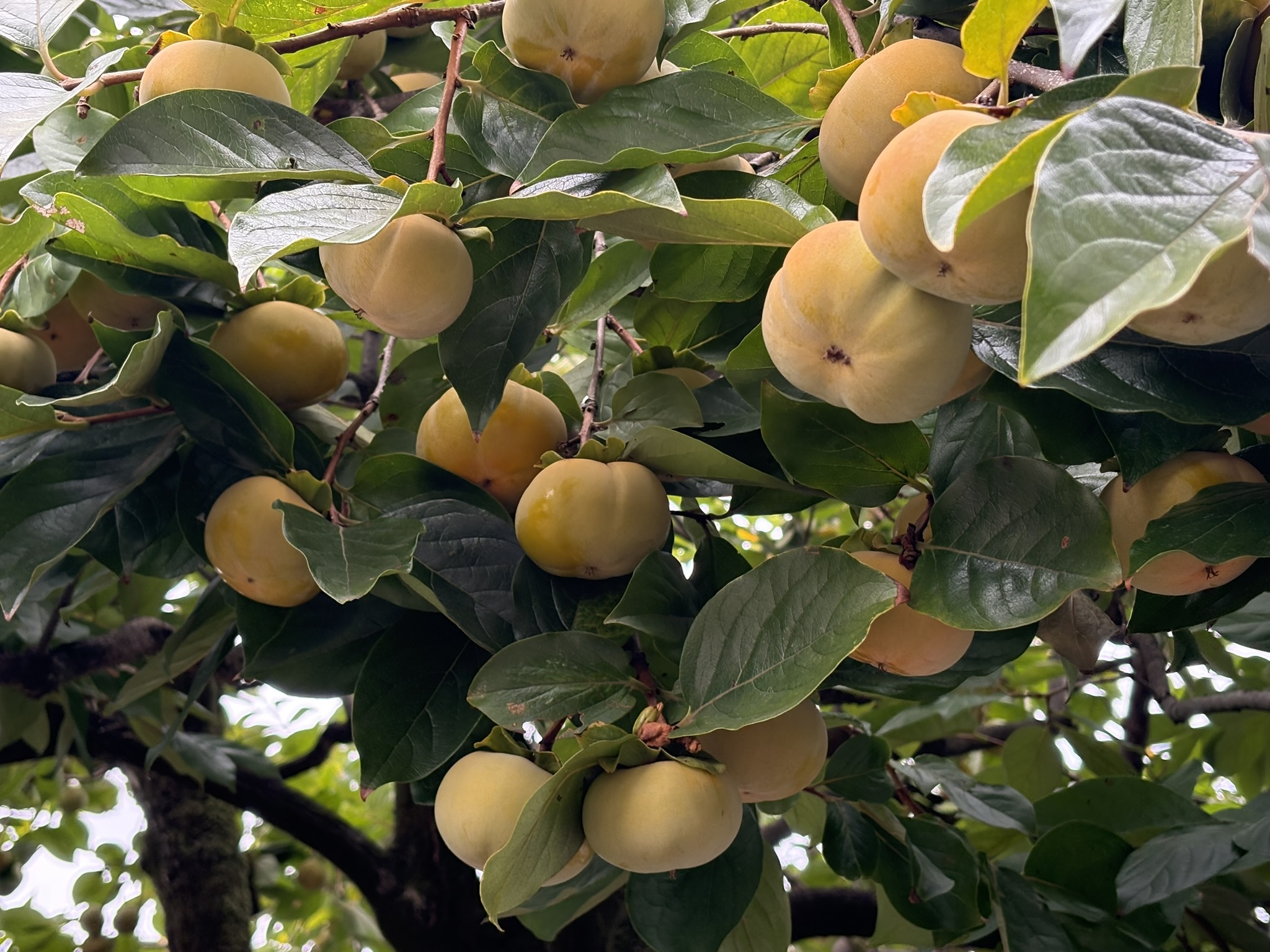 ナシの次はカキです 2025-10-09