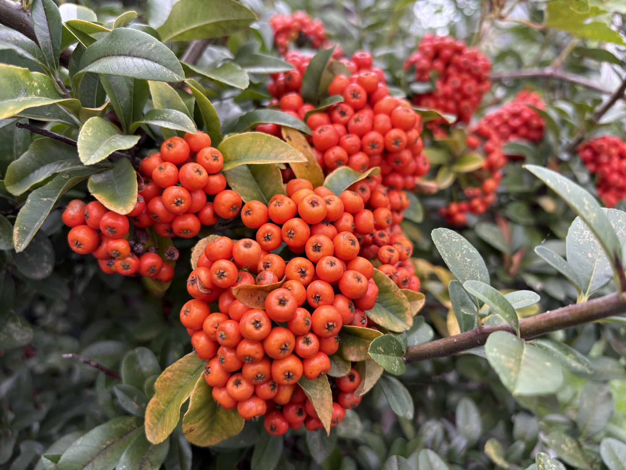 ぎっしり真っ赤なピラカンサの実 2025-10-09