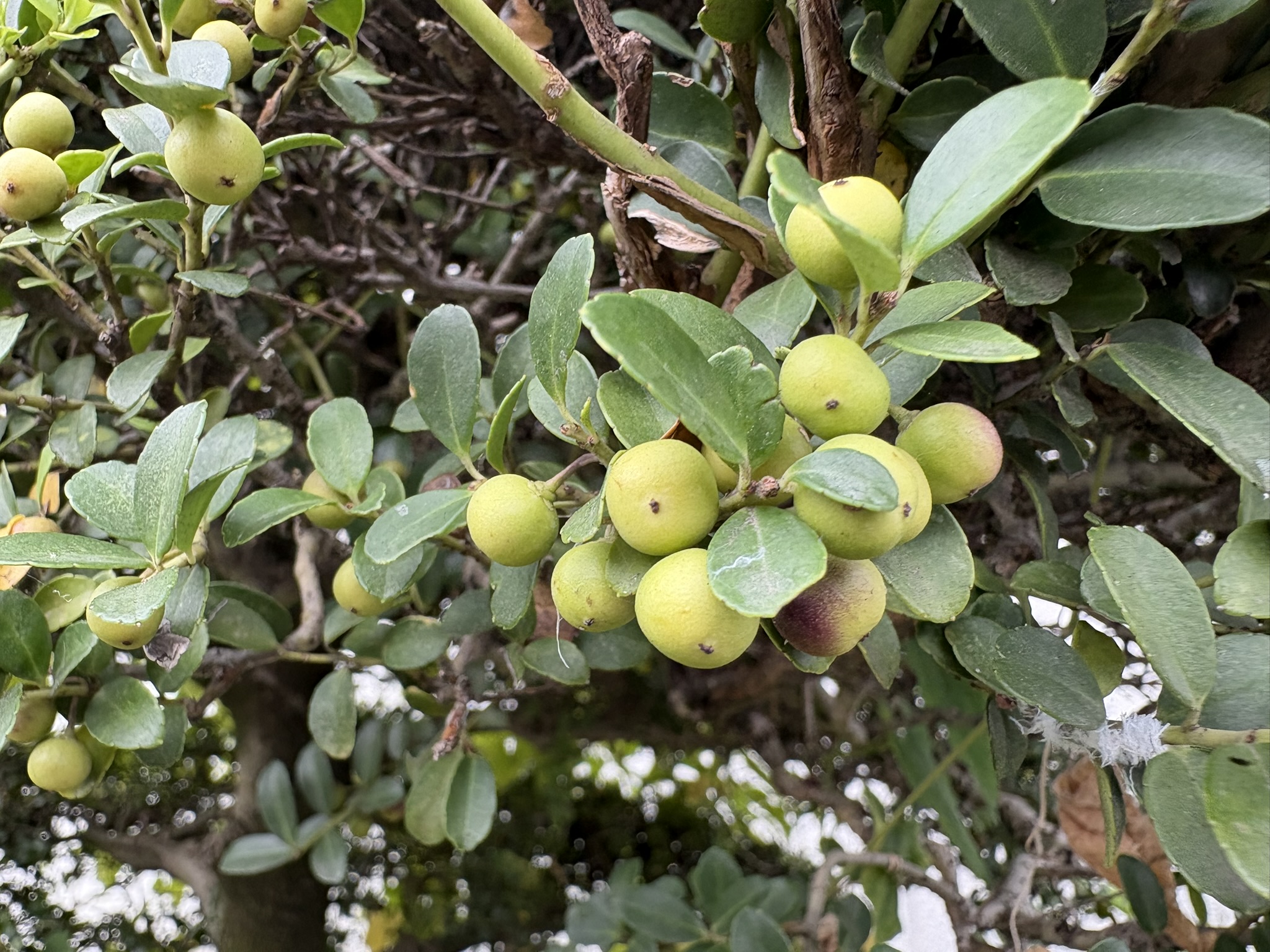 シャリンバイの実 2025-10-09
