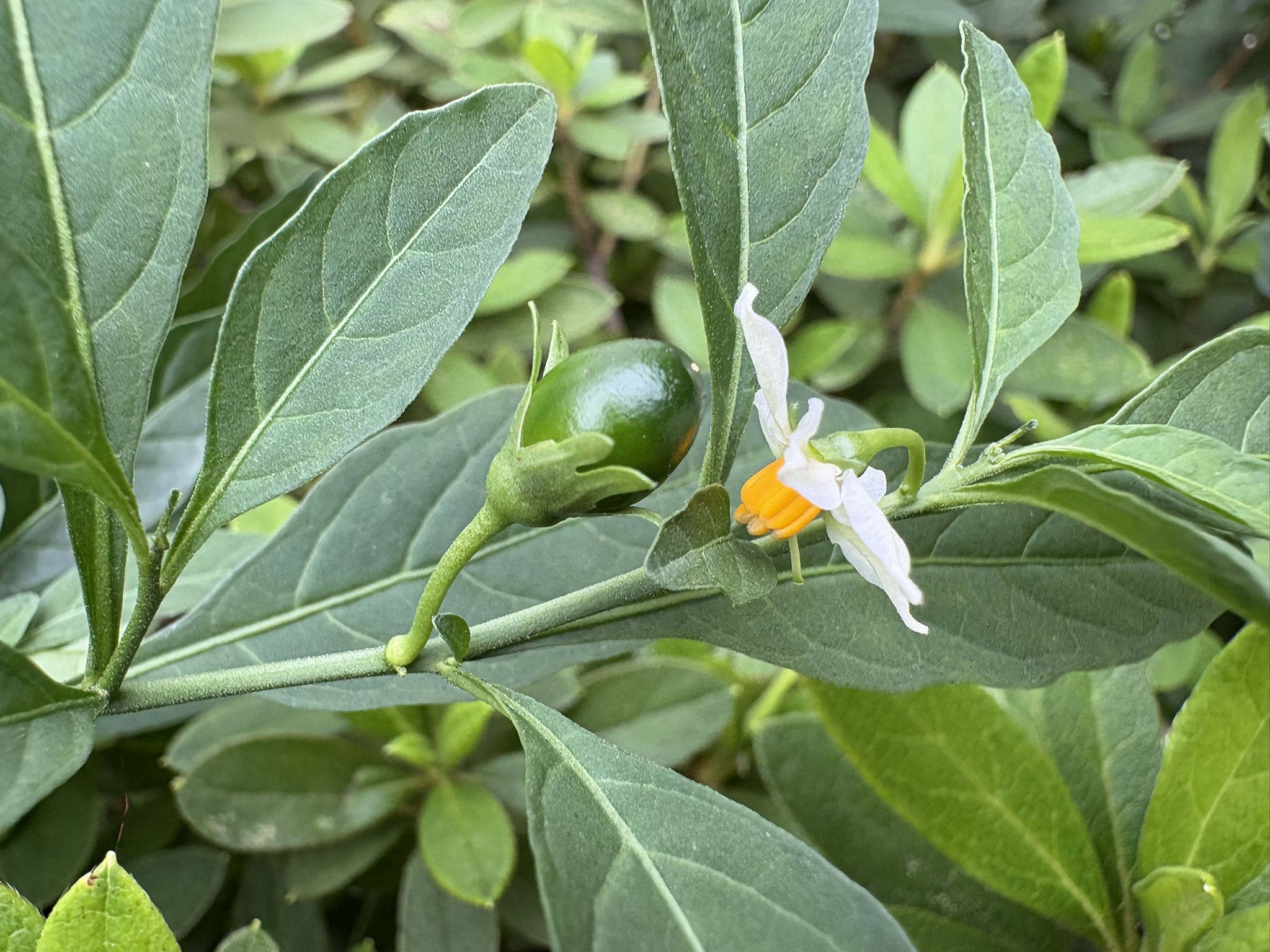 こぼれ種のタマサンゴは花も実も小ぶり 2025-10-09