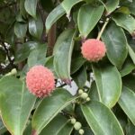 10-09tokiwayamabousi