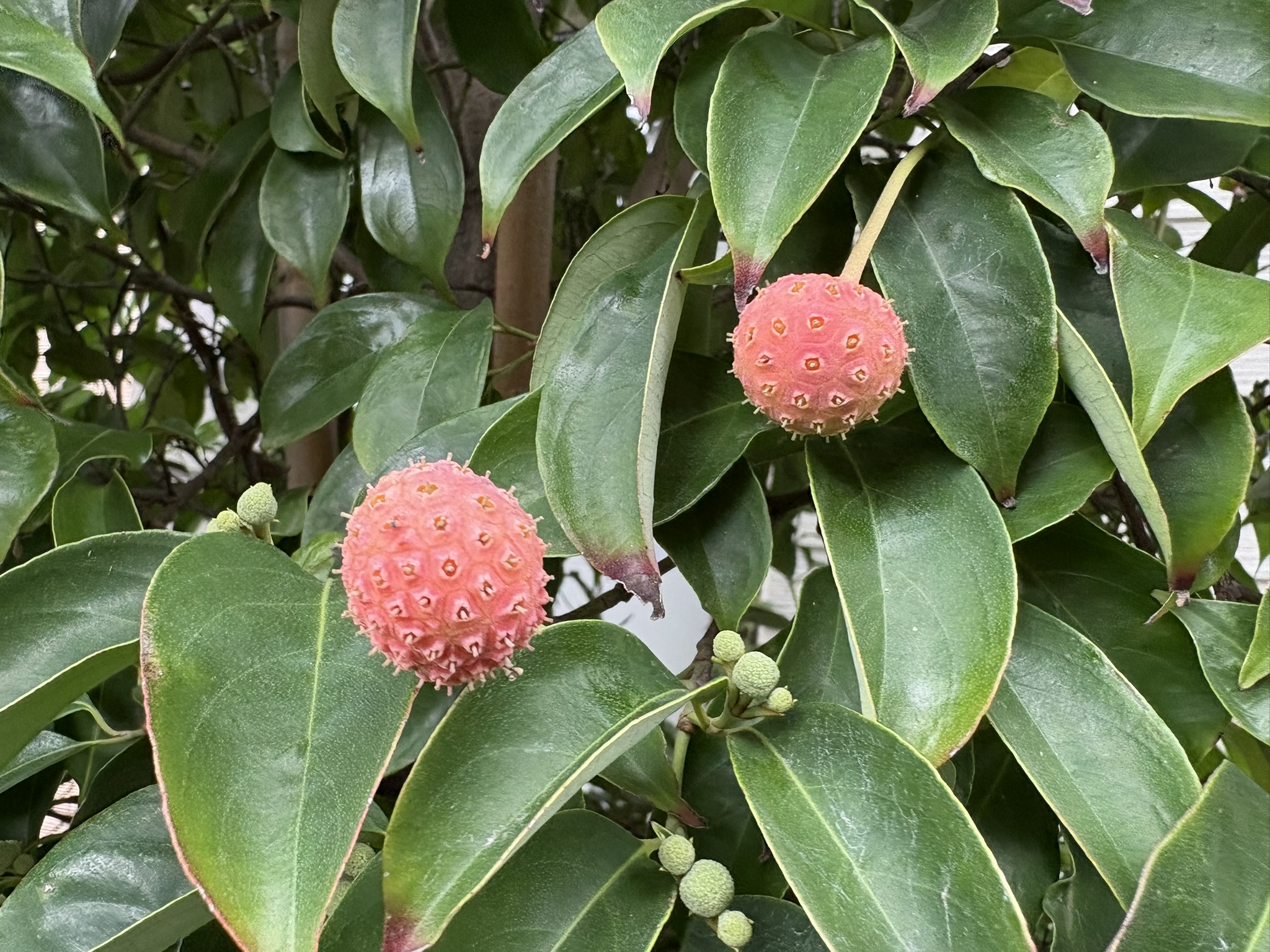 ヤマボウシの実 食用になります 2025-10-09