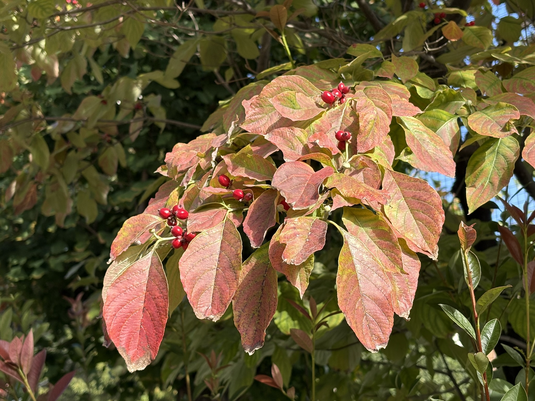 ハナミズキの赤い実と紅葉 2025-10-10