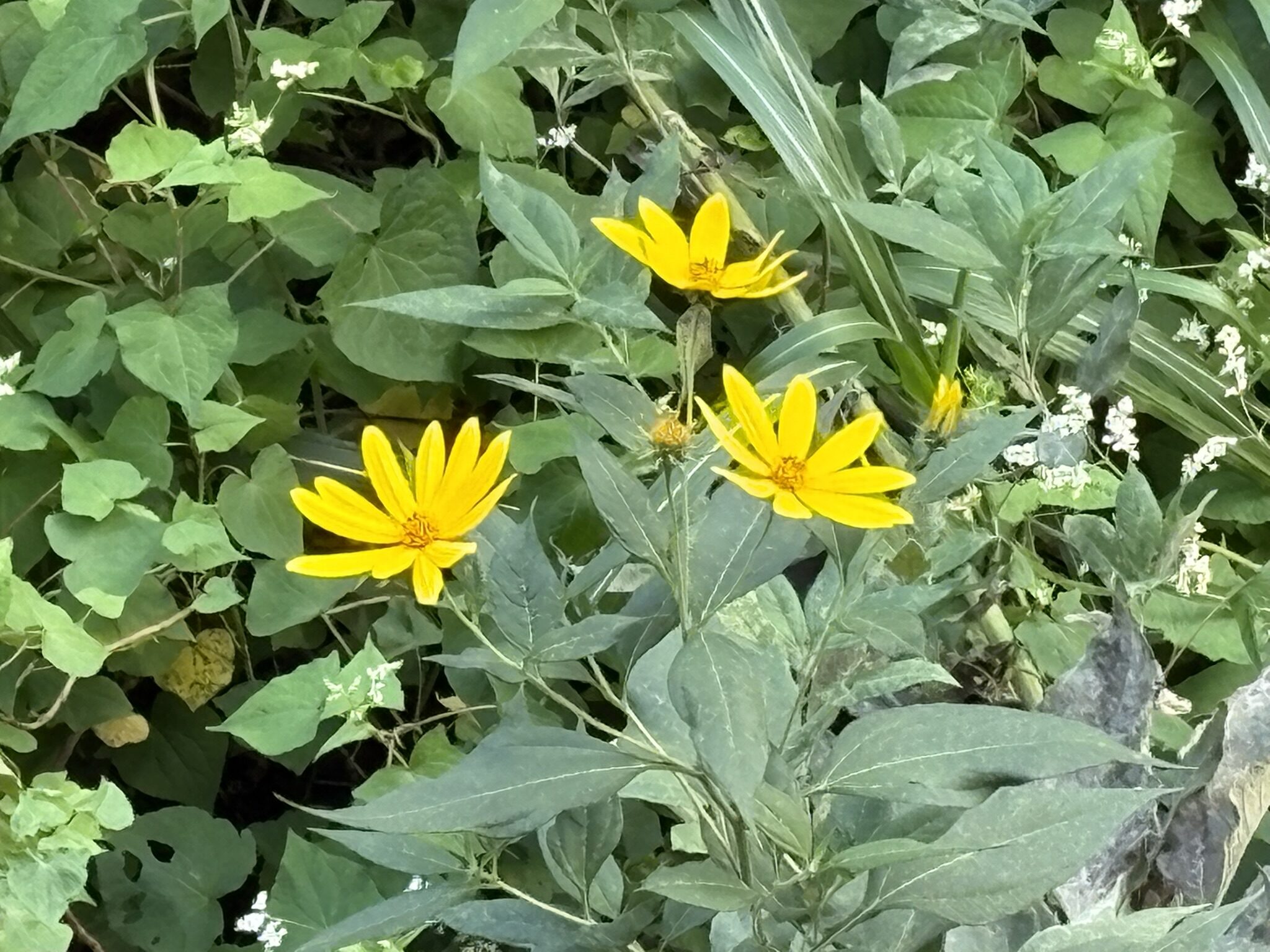 三沢川に咲くキクイモの数奇な歴史 2025-10-10