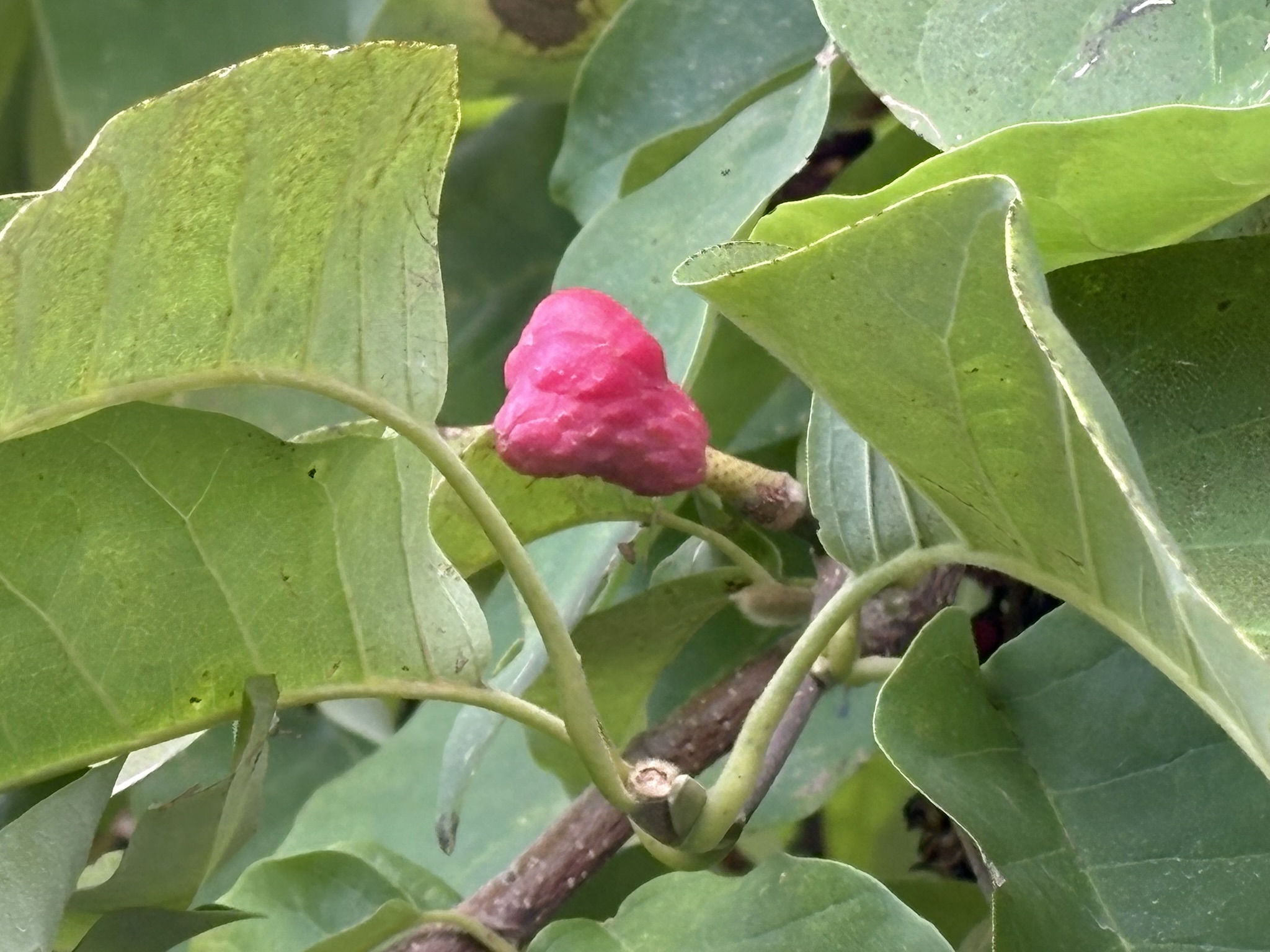 パッションピンクのキモクレンの実 2025-10-10