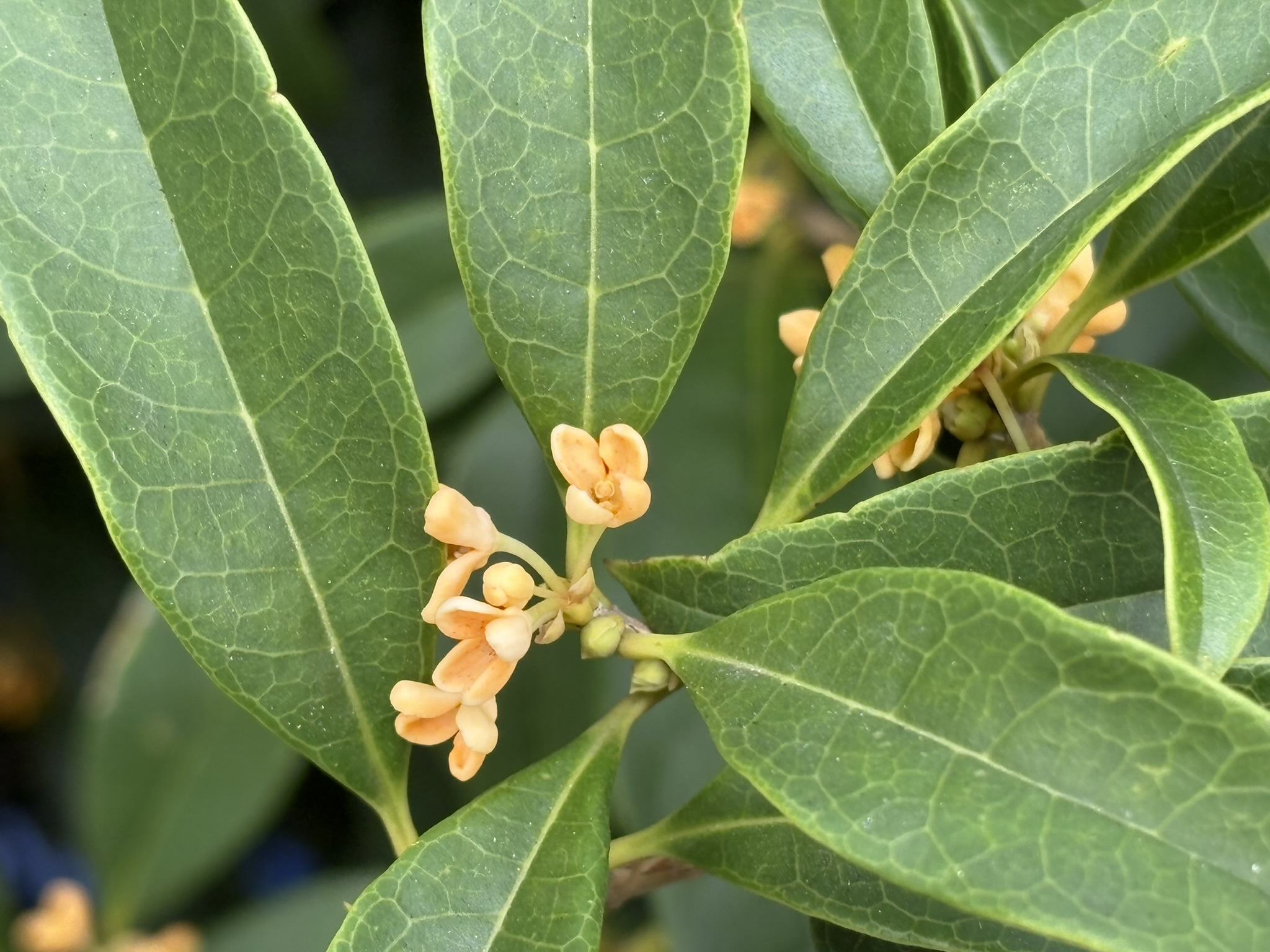 いよいよ本格的なキンモクセイの季節 2025-10-10