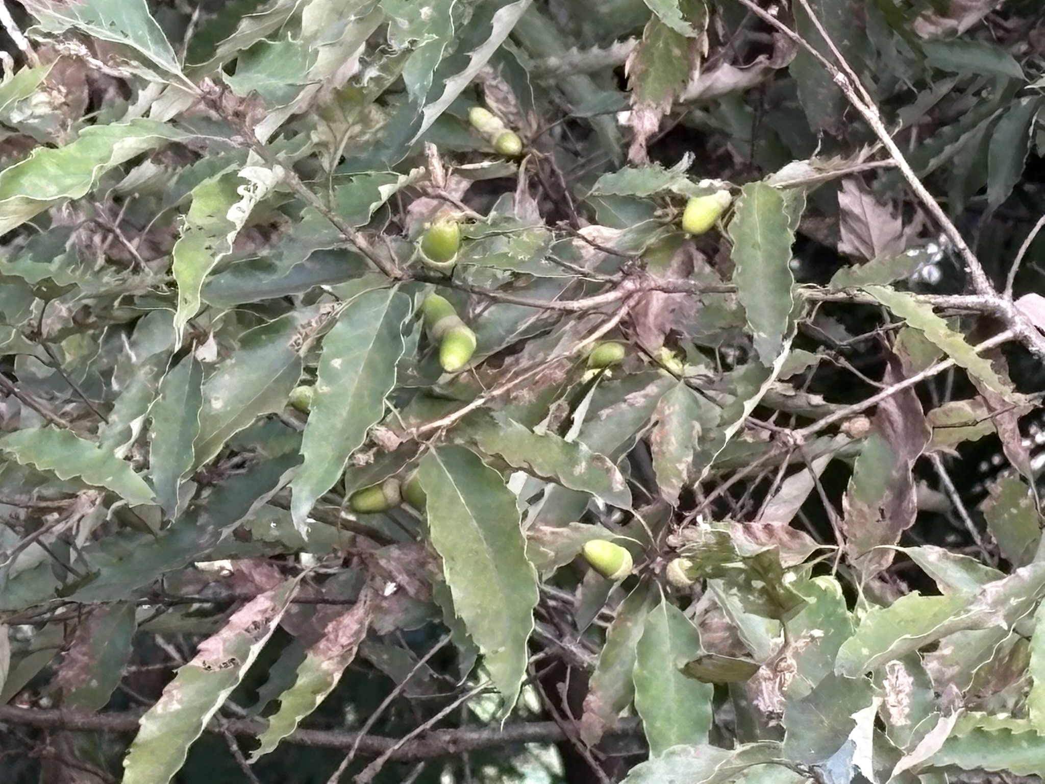 よみうりV通りのコナラのどんぐり 2025-10-10